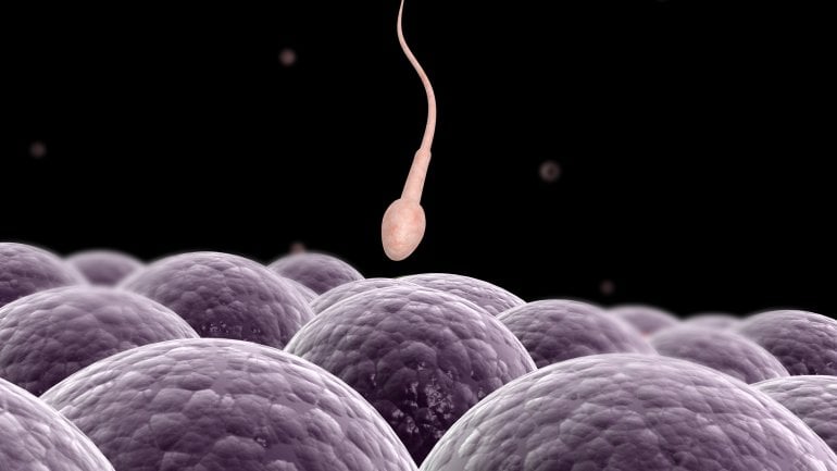Ein Spermium kurz bevor es in eine Eizelle eindringt