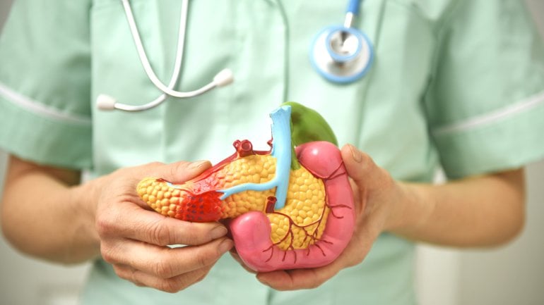 Sinnbild für Rizoenzyme: Ärztliches Personal hält Model einer Bauchspeicheldrüse in der Hand.