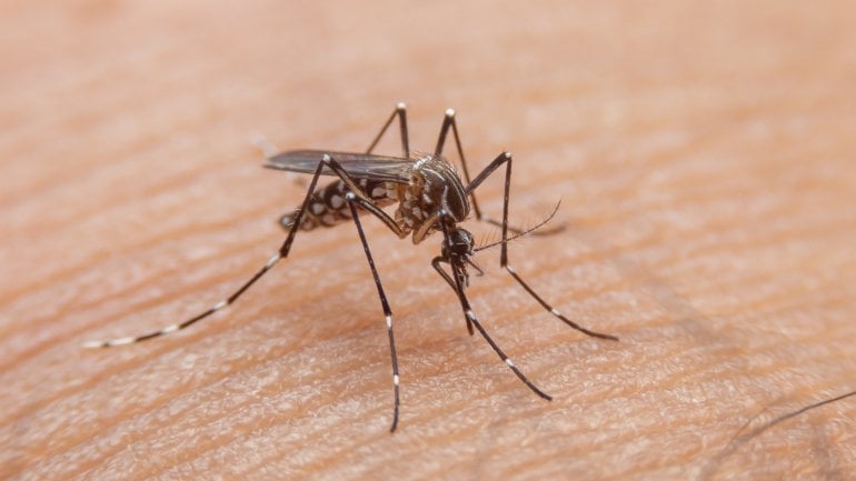 Die Tigermücke überträgt das Dengue Fieber