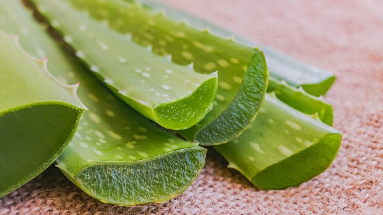 Aloe vera kann bei Lippenherpes helfen