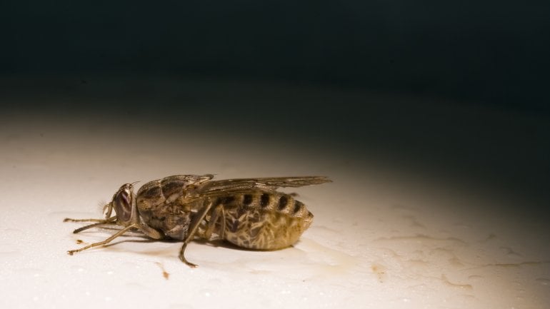 Das Bild zeigt eine Tsetse-Fliege
