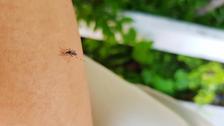 Mücke überträgt das West-Nil-Fieber.