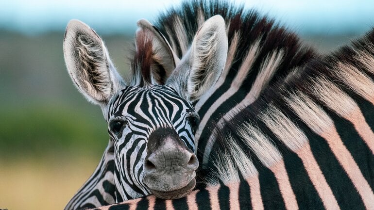 Das Zebra steht symbolisch für seltene Erkrankungen