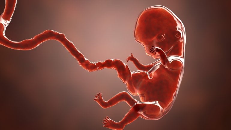 Embryo in der 8. Schwangerschaftswoche