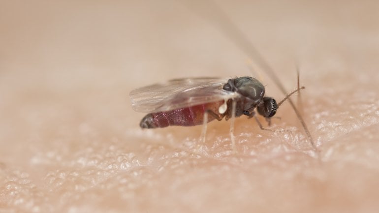 Gefürchtete Insektenstiche von Kriebelmücken