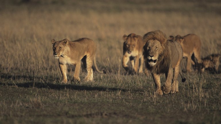 Das Bild zeigt mehrere Löwen.