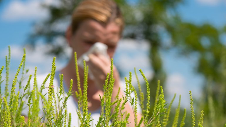 Hinter einer blühenden Ambrosia-Pflanze niest eine Frau in ein Taschentuch.