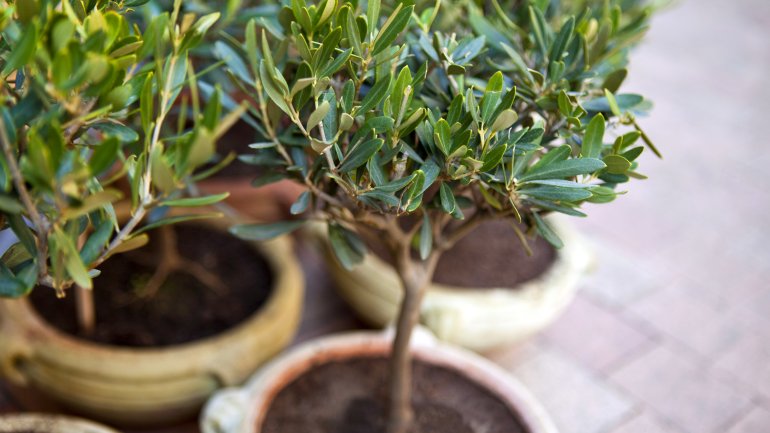 Zu sehen sind mehrere kleine Olivenbäume in Tonkübeln.