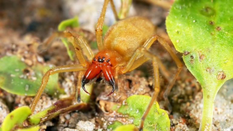 Der Ammen-Dornfinger ist die einzige giftige Spinne in Deutschland