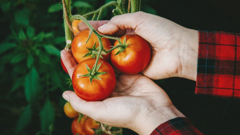 Viele Antioxidantien in Tomaten