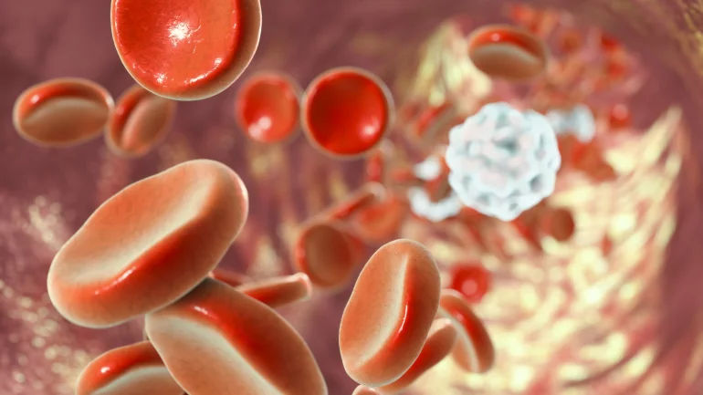 Das Bild zeigt Blutzellen in einer Blutbahn. 