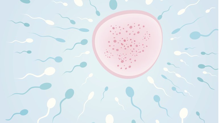 Das Bild zeigt Spermien, die auf eine Eizelle zu schwimmen.