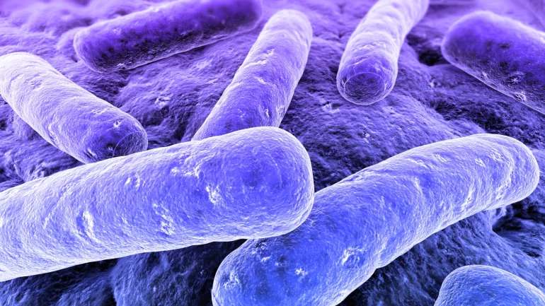 Man sieht mehrere stäbchenförmige Bakterien, die sich an eine Zelloberfläche angeheftet haben.