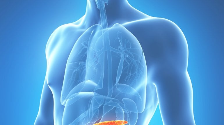 Lage der Bauchspeicheldrüse im Körper (von vorne betrachtet)