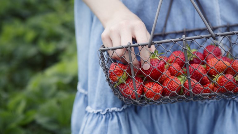Erdbeeren in der Saison kaufen