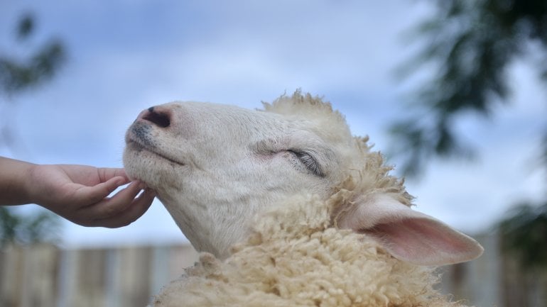 ZU sehen ist eine menschliche Hand, die eIn Schaf mit geschlossenen Augen am Kinn krault.