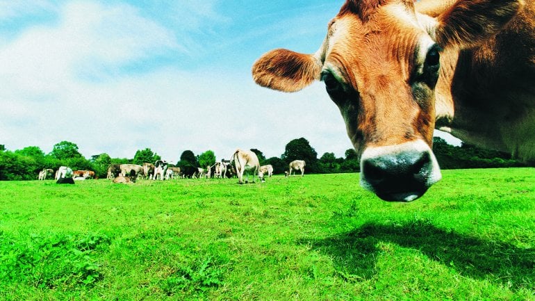 Das Bild zeigt Kühe auf der Weide.