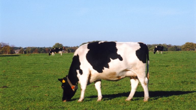Das Bild zeigt eine Kuh auf der Wiese. 