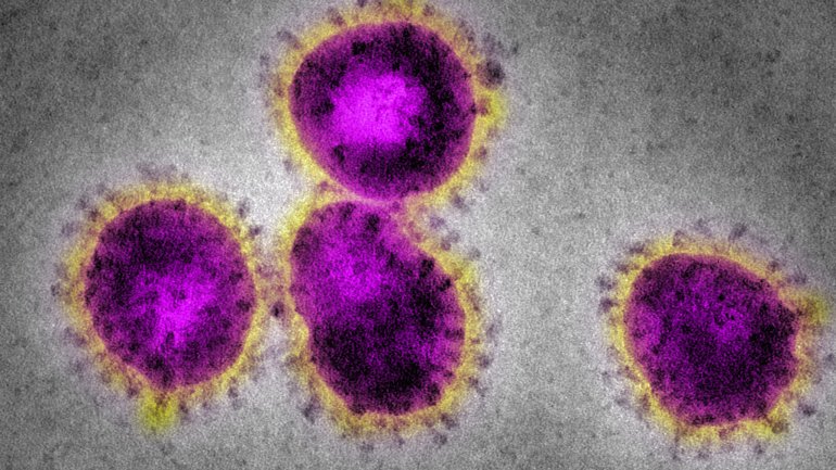 Das Coronavirus unter dem Mikroskop. 