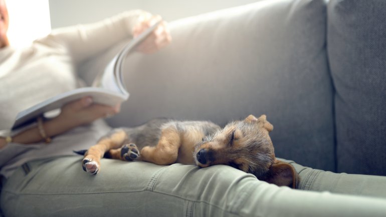 Ein Hund liegt schlafend auf den lang ausgestreckten Beinen einer Frau, die lesend auf einem Sofa sitzt.
