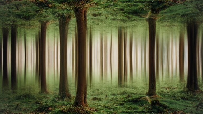 Ein gespiegelter Wald