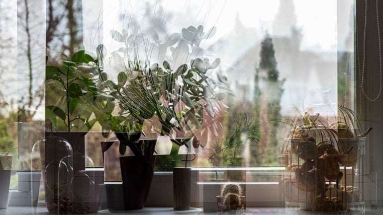Diplopie: Abbildung von Doppelbildern einer Fensterbank mit Pflanzen. 