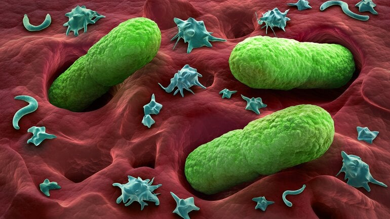 Man sieht mikroskopische Aufnahmen von enterohämorrhagischen Escherichia coli