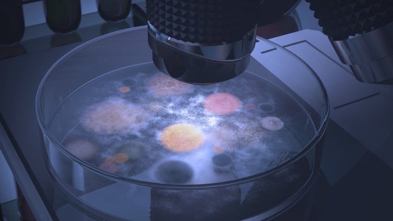 Eine Petrischale mit Krankheitserregern unter dem Mikroskop.