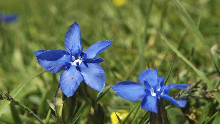 Das Bild zeigt zwei blaue Blumen. 