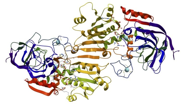 Man sieht die Struktur des Enzyms Alkoholdehydrogenase (ADH1A).