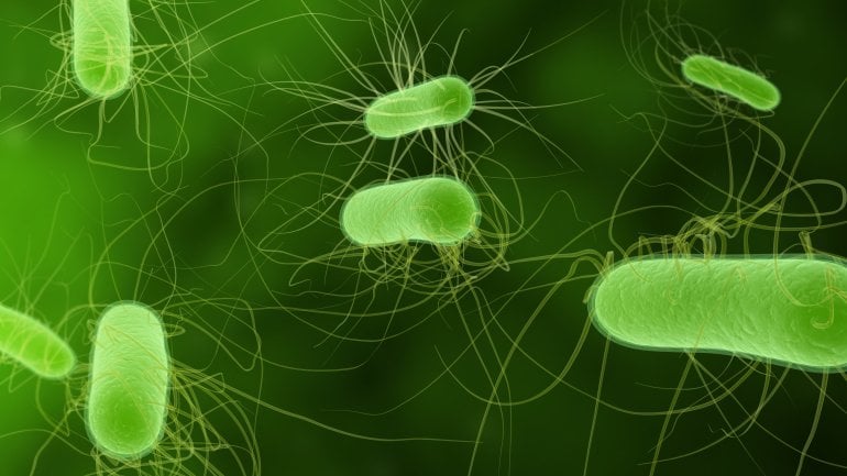Das Bild zeigt Bakterien. 