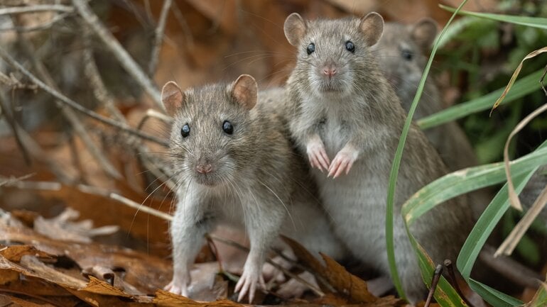 Hantavirus: Wie erfolgt die Ansteckung?