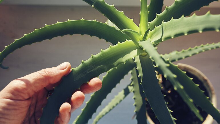 Aloe vera gilt als Hausmittel, um Blutzucker zu senken