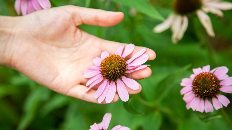 Können pflanzliche Mittel eine beginnende Erkältung stoppen?