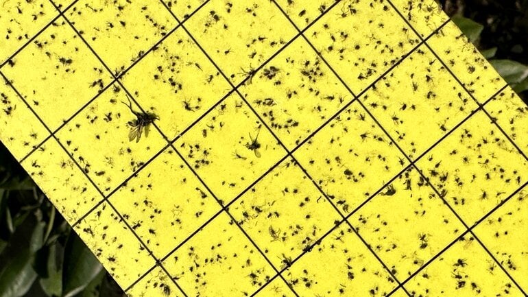 Was tun gegen Fruchtfliegen? Fallen aus dem Supermarkt
