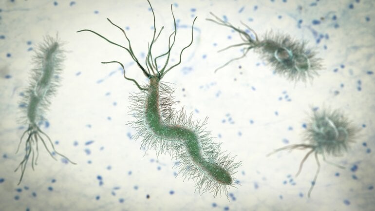 Wie lange ist Helicobacter ansteckend?