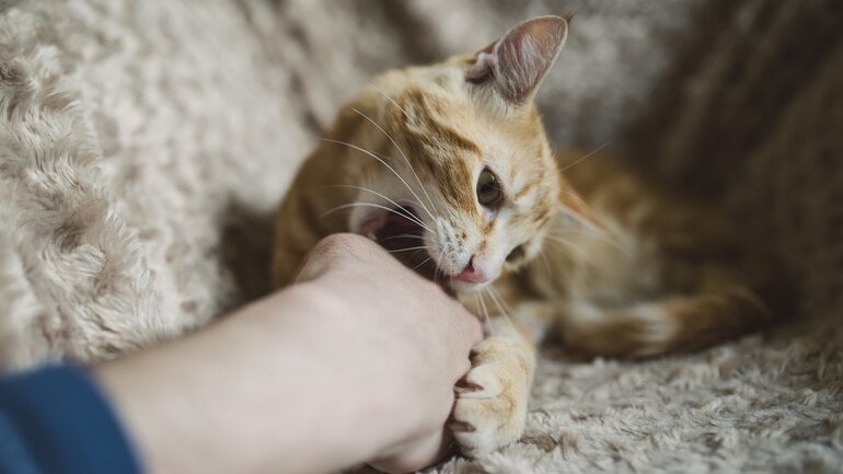 Katzenbiss: Was tun und Spätfolgen