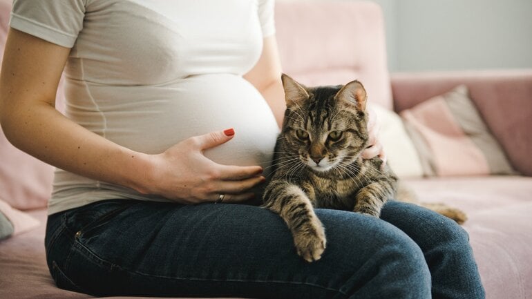 Toxoplasmose bei Katzen: Gefährlich in der Schwangerschaft