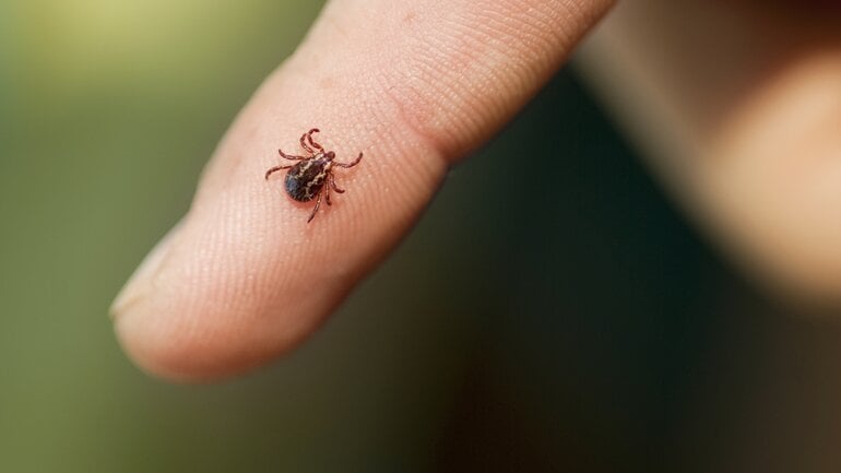 Hasenpest durch Stich einer Zecke