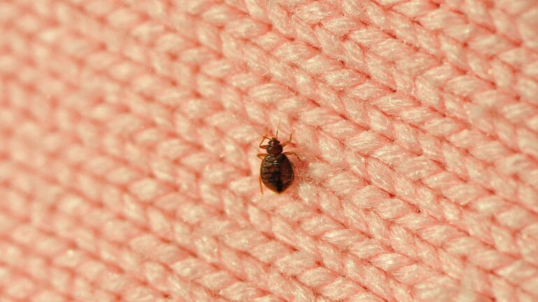 Parasiten beim Menschen: Bettwanze