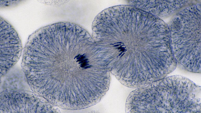 Normale Zellteilung bei gesunden Menschen
