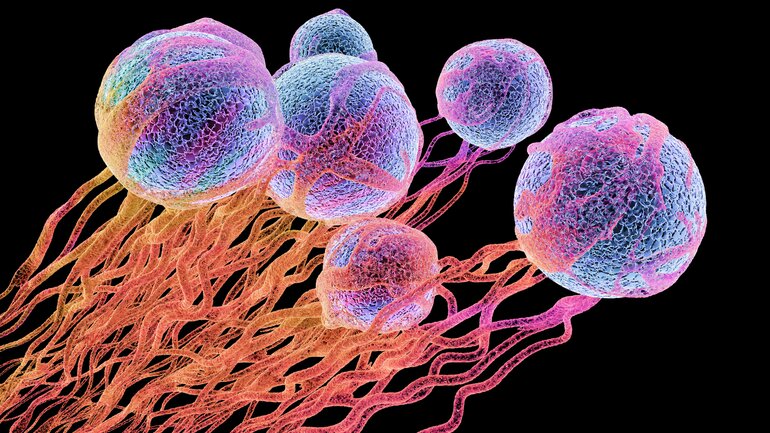 Wie entsteht Krebs? Neue Blutgefäße lassen den Tumor wachsen