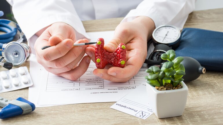 Eine Ärztin hält ein Modell der Schilddrüse und zeigt auf die Nebenschilddrüsen