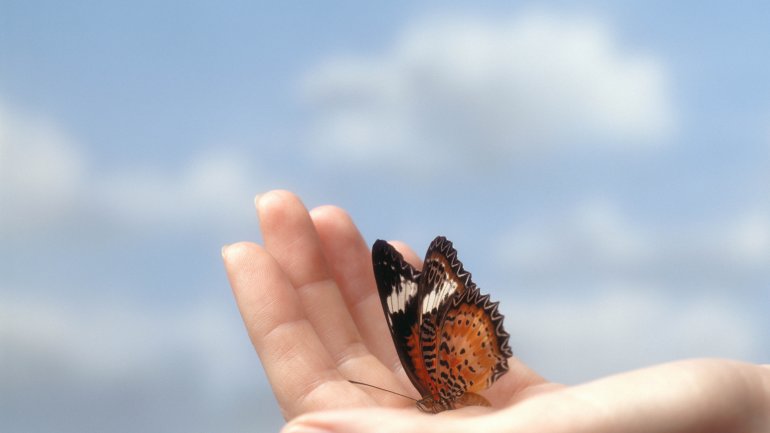 Das Bild zeigt eine Hand mit einem Schmetterling.