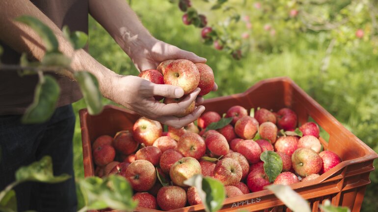 Äpfel: Ballaststoffreiches Lebensmittel für einen gesunden Darm