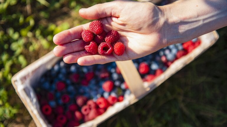 Beeren sind wertvolle Lebensmittel für das Herz