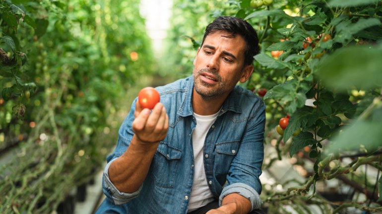 Ein Mann betrachtet kritisch eine Tomate, die er von einer Pflanze gepflückt hat