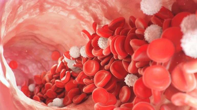 Man sieht rote und weiße Blutkörperchen in einer Arterie.