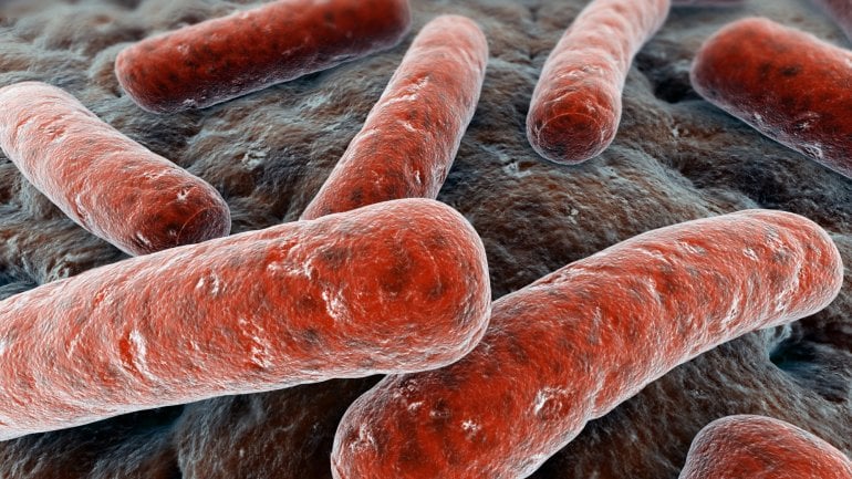 Das Bild zeigt ein Stäbchenbakterium.