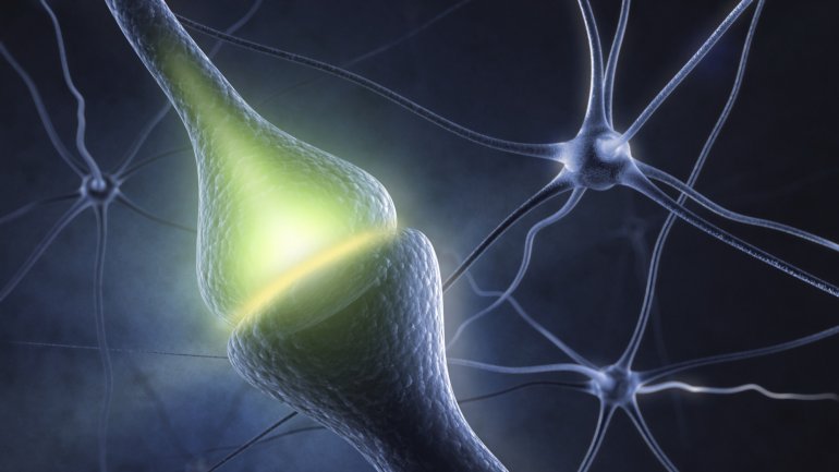 Man sieht Nervenzellen und eine Synapse.